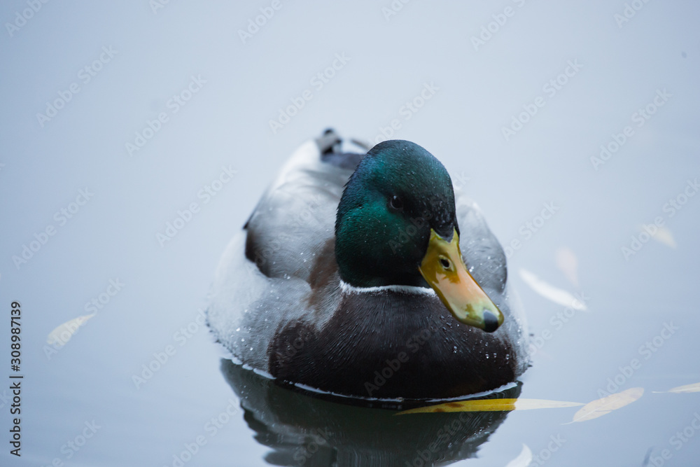 Obraz premium Birds and animals in the wild. An amazing grunt duck swims in a lake or river with blue water under the sunlight landscape. Close up perspective of a funny duck.