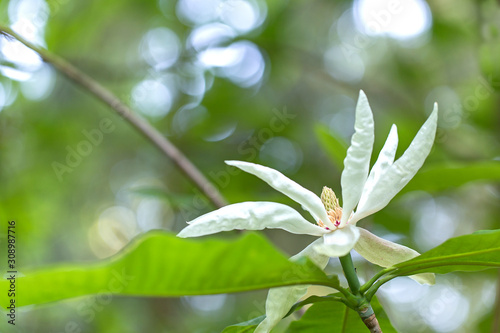Flowers and leaves of Umbrella Magnolia (Magnolia tripetala), beautiful blurred background.