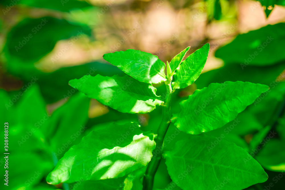 Green color leaf on tree branch 