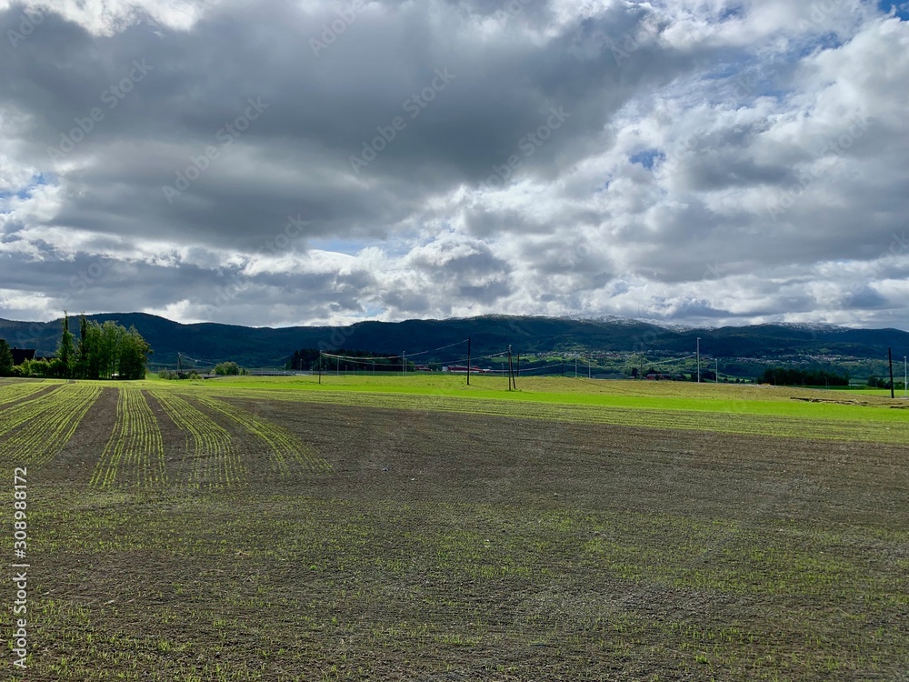 Young field at the foot of hills, Leinstrand, Sør-Trøndelag, Norway Young field at the foot of hills, Leinstrand, Sør-Trøndelag, Norway