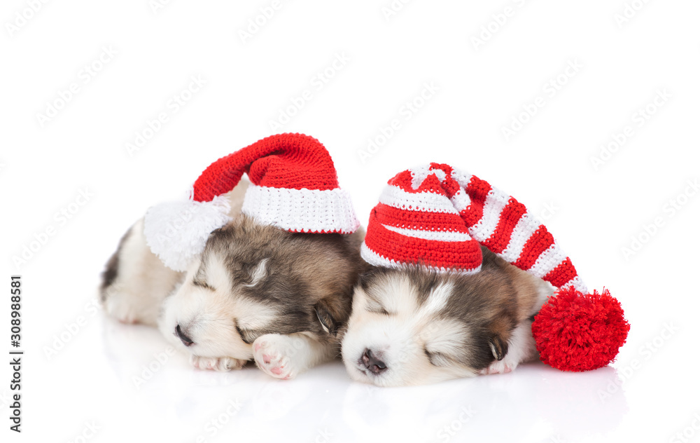 Obraz premium Malamute puppies in Christmas hats