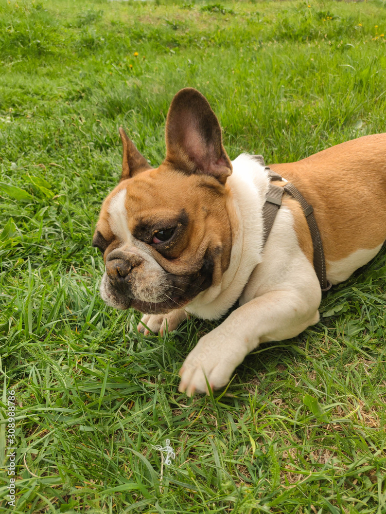 Portrait of cute french bulldog dog outside of house.