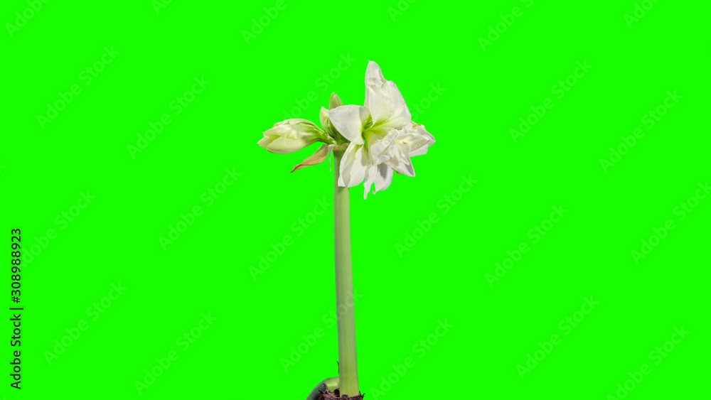 Growth of White hippeastrum flower buds green screen, FULL HD. timelapse Growth of White hippeastrum flower buds green screen, FULL HD. timelapse