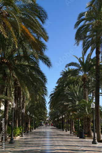 Palmenallee in Alicante