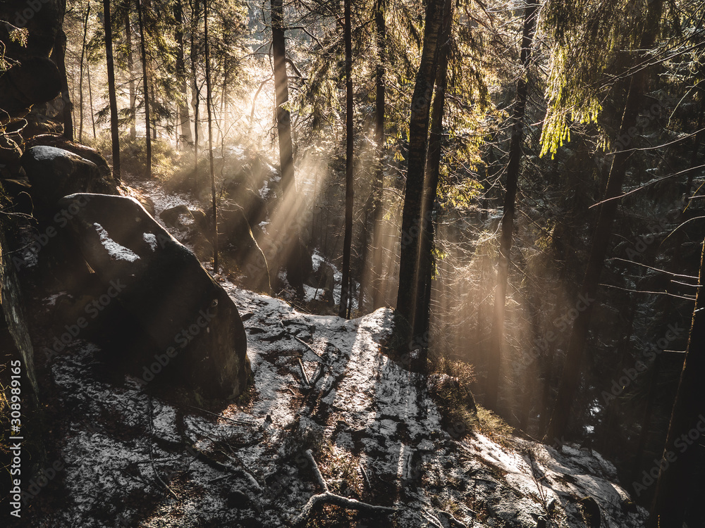 Obraz premium rays in the winter forest