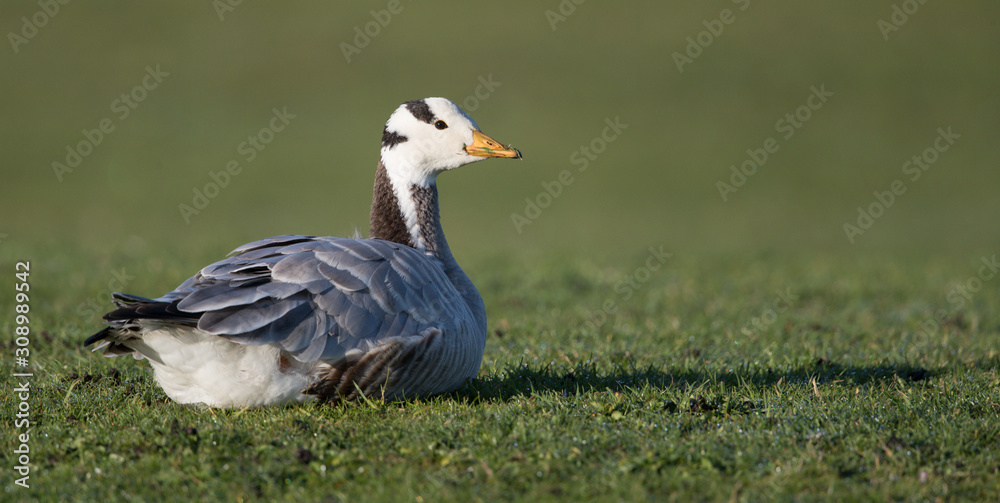 Bar Headed Goose Sitting on Grass Bar Headed Goose Sitting on Grass