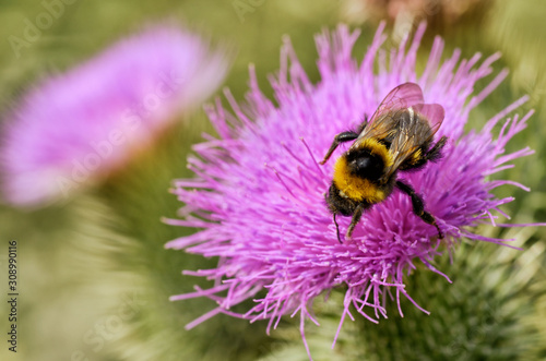 A bumblebee collects nectar from a flower. © borroko72