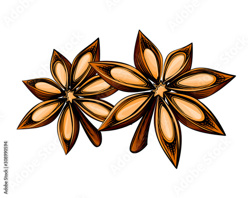 Anise star sketch colored vector illustration