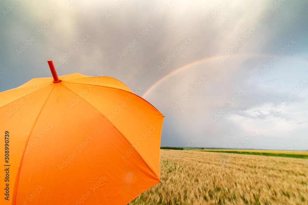 Orange umbrella in a wheat field