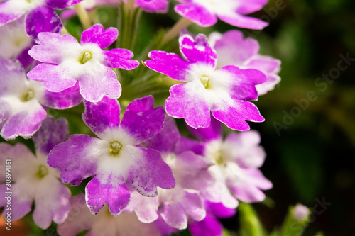 pink flowers in the garden