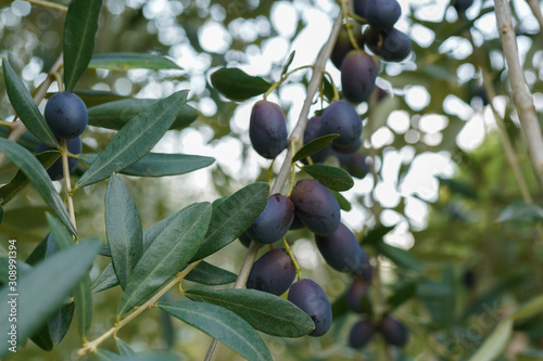 Olive tree full of ripe autumn harvest. Black olives in agriculture, farming production. Olive oil for cooking and anti-aging properties