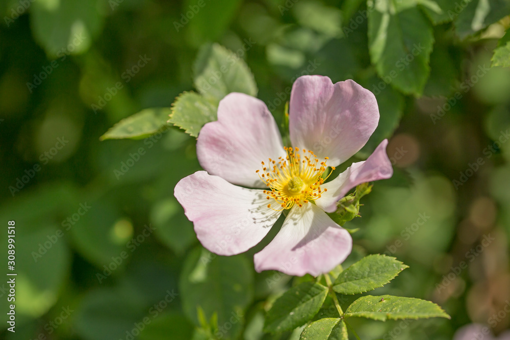Beautiful flowers of dog rose (Rosa canina) in morning dew, closeup, selective focus, beautiful blurred background. 