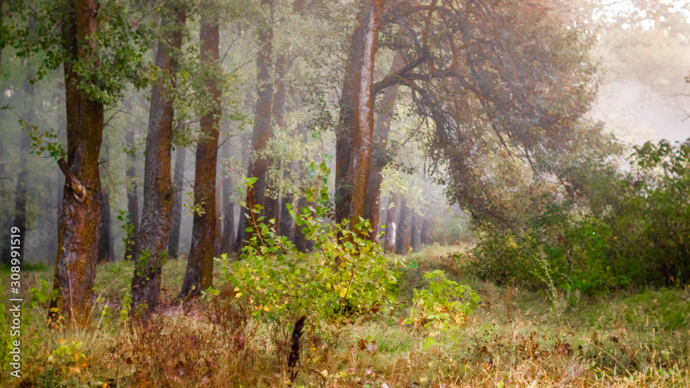 Fairy tale forest at early morning with soft light Fairy tale forest at early morning with soft light