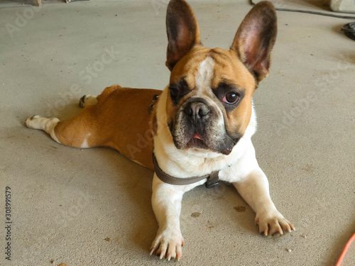 French bulldog  lies on the cement floor of a house under construction © Galina