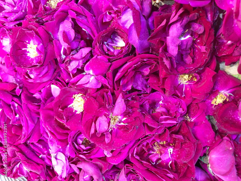 Close up Pink rose petals with water drops background, Close up Pink rose petals with water drops background,
