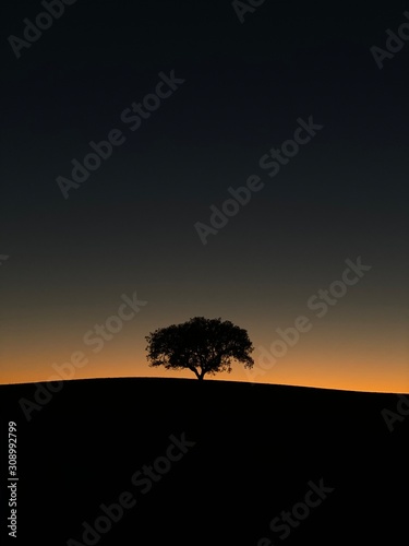 tree in sunset