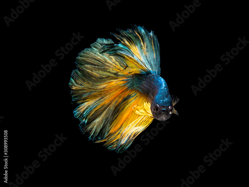 Action and movement of Thai fighting fish on a black background