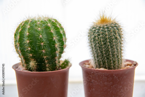 green cactus on a white background
