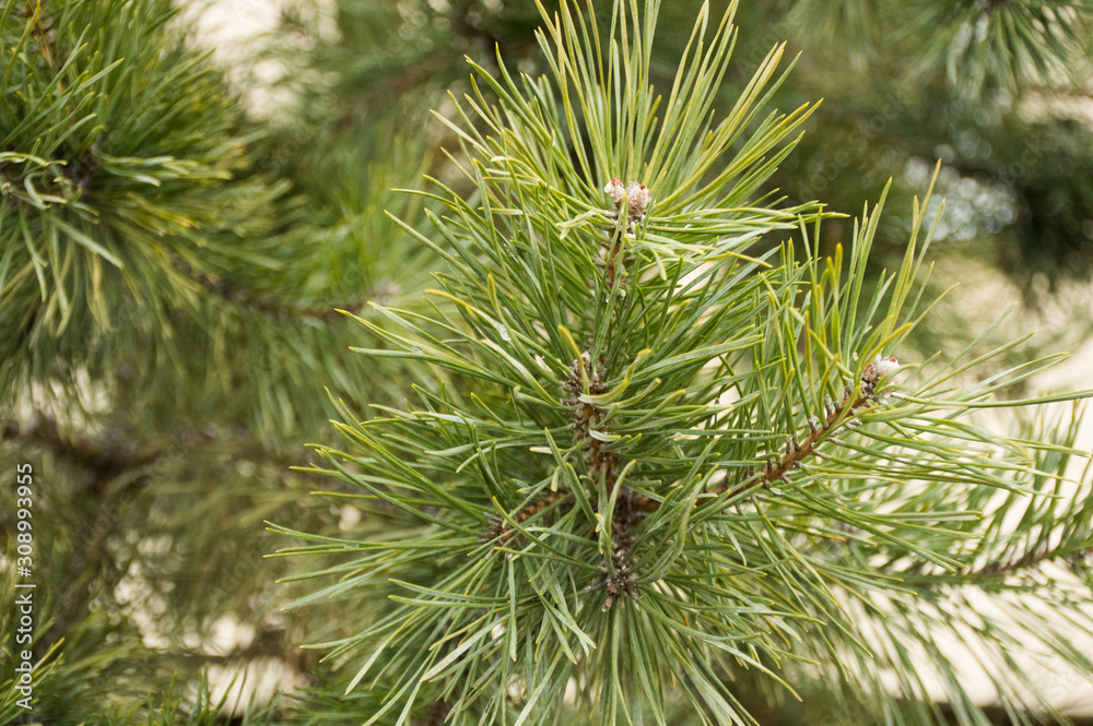  fir-tree branch isolated background  