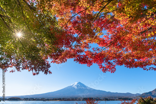 Mount Fuji in Autumn with colorful maple leaves in foreground  Kawaguchiko Lake  Yamanashi Prefecture  Japan