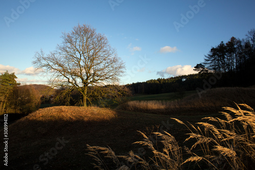 A leafless lone tree stands on a hilock in Bavaria, Germany at winter time. photo