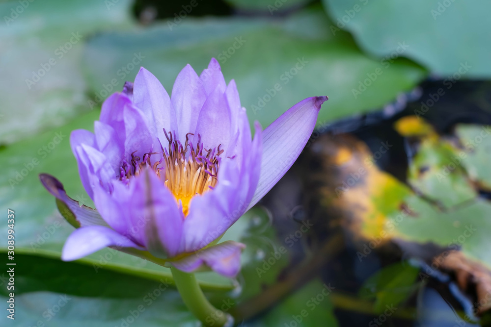 A true purple lotus flower that blooms above water. With green leaves A true purple lotus flower that blooms above water. With green leaves