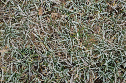 ice on green grass background