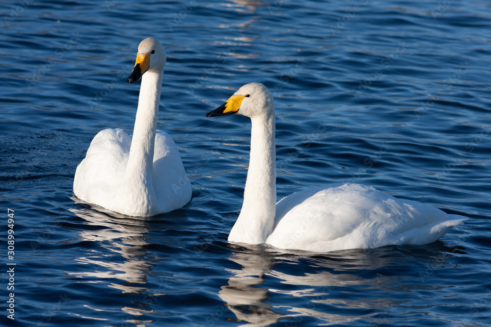 White Swan on the lake White Swan on the lake