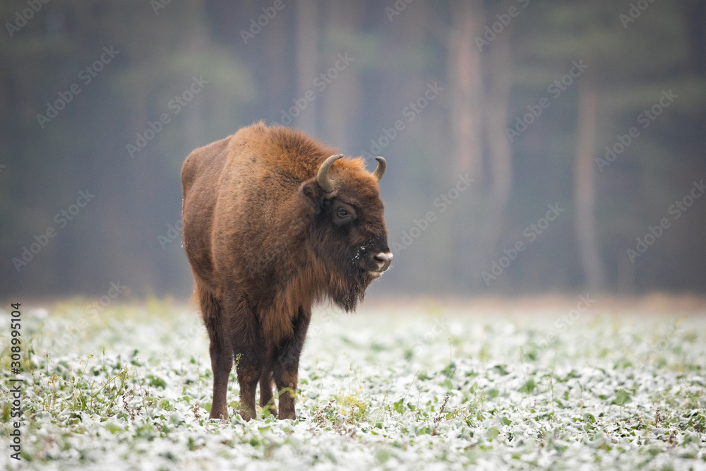 European bison - Bison bonasus in the Knyszyn Forest (Poland) European bison - Bison bonasus in the Knyszyn Forest (Poland)