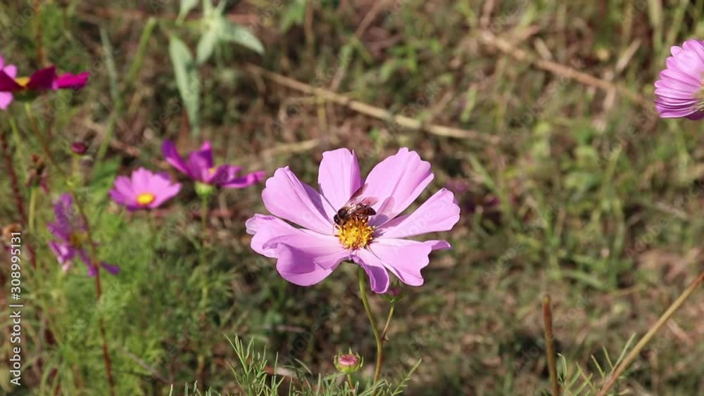The person is sucking the nectar from the pink flower pollen. The person is sucking the nectar from the pink flower pollen.