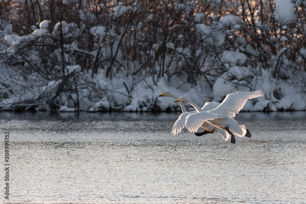 Fototapeta premium Swan in flight