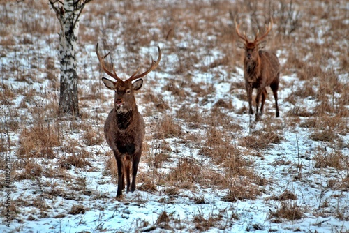 Russia, Yaroslavl region, private hunting grounds, Park of wild animals.
