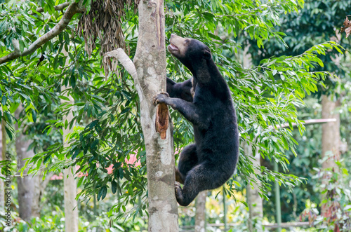 Sun Bear climbing on a tree in Sepilok (Sabah, Borneo, Malaysia) photo