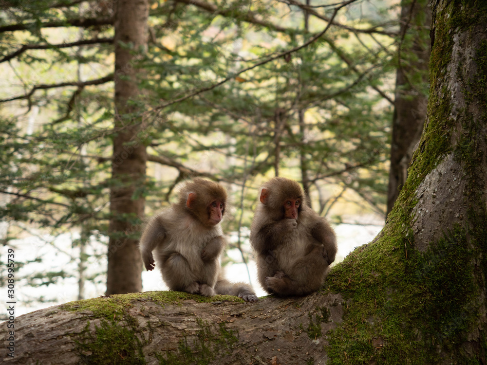 Naklejka premium ニホンザルの小猿 上高地