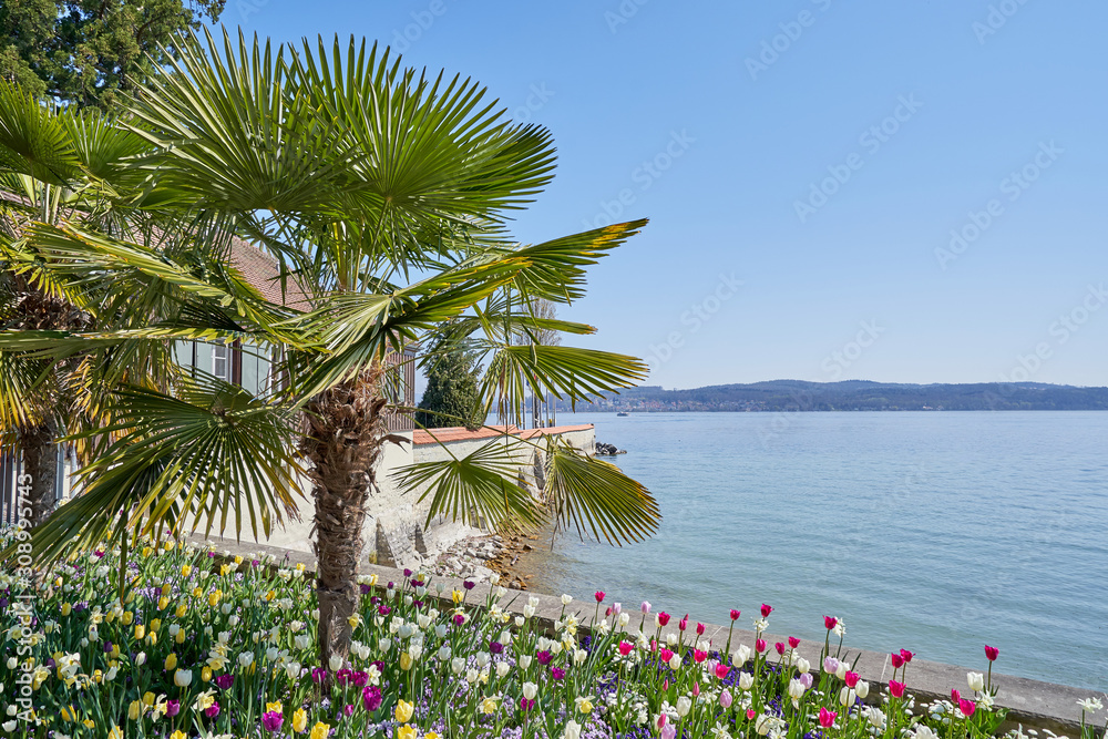 Beautiful palm tree and colorful tulip flowers on the shore of Lake Bodensee in Germany with text space