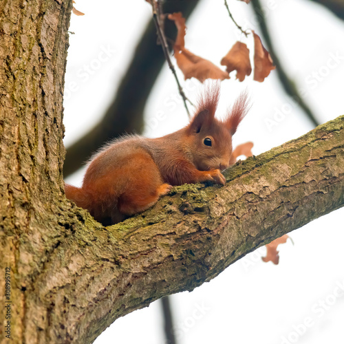 pretty red squirrel says hello in the forest © Mario Plechaty