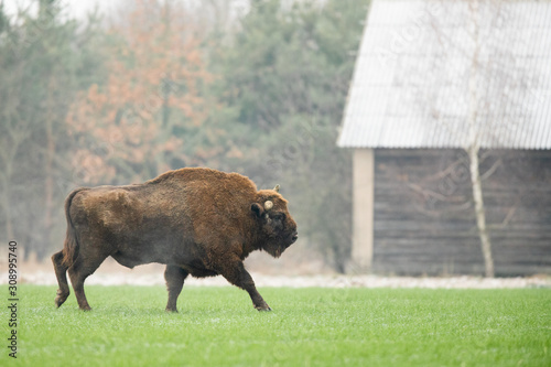 European bison - Bison bonasus in the Knyszyn Forest (Poland)