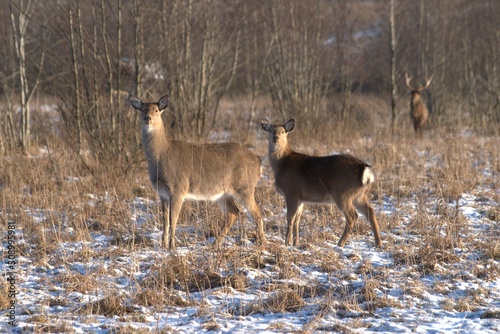 Russia, Yaroslavl region, private hunting grounds, Park of wild animals.