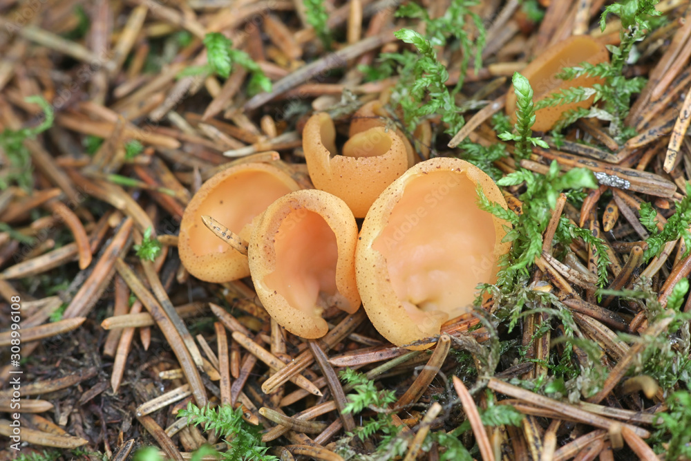 Otidea tuomikoskii, known as rabbit ear or split goblet fungus Otidea tuomikoskii, known as rabbit ear or split goblet fungus