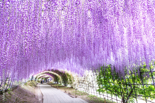 Wisteria Tunnel at Kawachi Fuji Garden (Fukuoka, Japan), focused on foreground