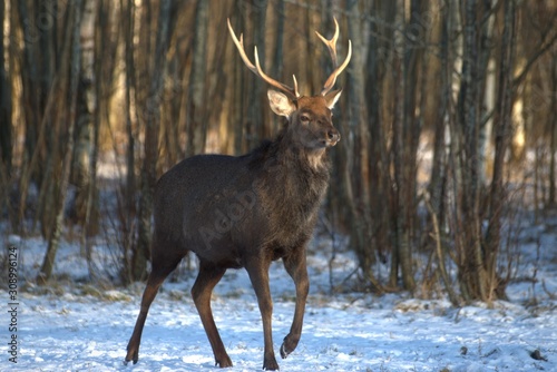 Russia, Yaroslavl region, private hunting grounds, Park of wild animals.