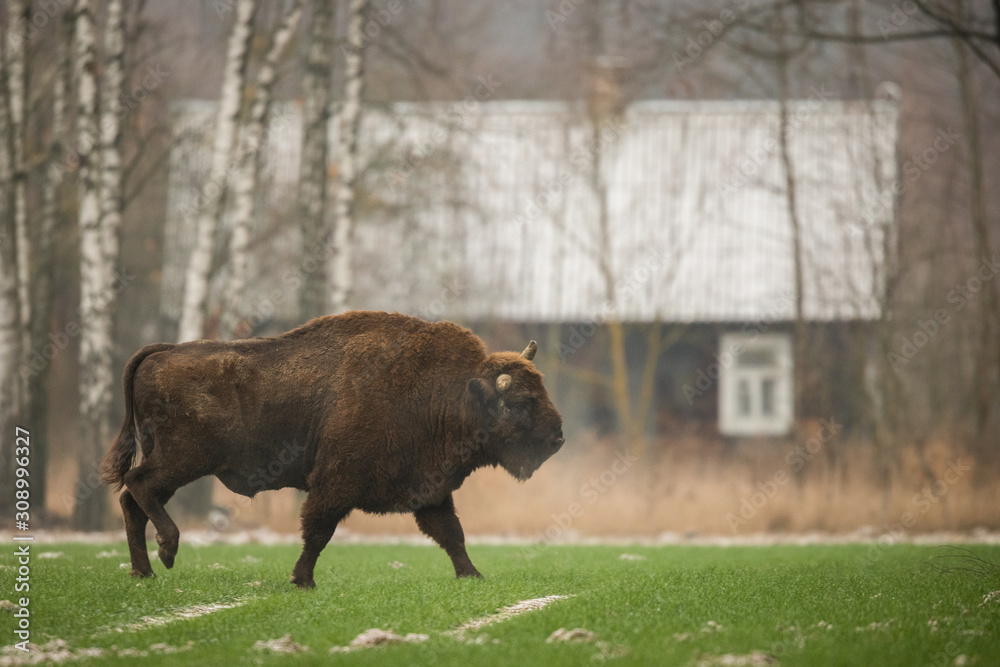 Fototapeta premium European bison - Bison bonasus in the Knyszyn Forest (Poland)