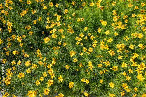 field of yellow flowers