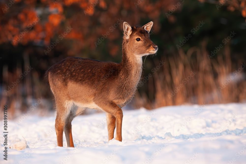 Fallow deer, dama dama, fawn walking through snow on a meadow in winter sunlight. Young wild animal in freezing cold during golden hour. Cute mammal going.