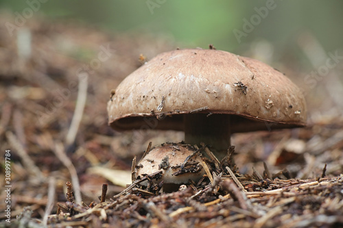 Agaricus silvaticus (Agaricus sylvaticus), known as the scaly wood mushroom, blushing wood mushroom, or pinewood mushroom photo