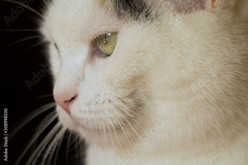 profilo di gatto bianco in primo piano