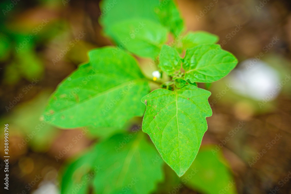 Green color leaf on tree branch Green color leaf on tree branch