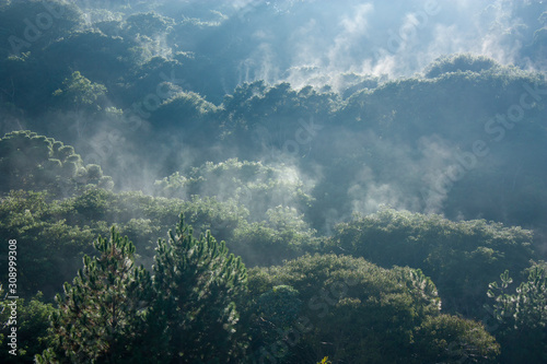 Fototapeta Naklejka Na Ścianę i Meble -  Mist over the trees in a rainforest in Brazil