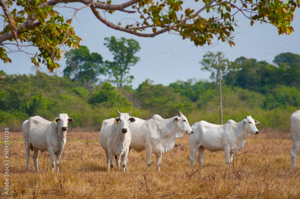 Fototapeta premium white cattle over yellow dried up grass