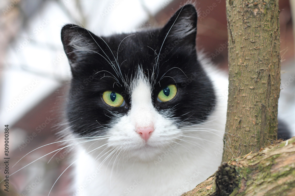 black and white cat on a tree